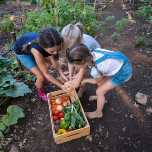 Children tending to their family vegie garden